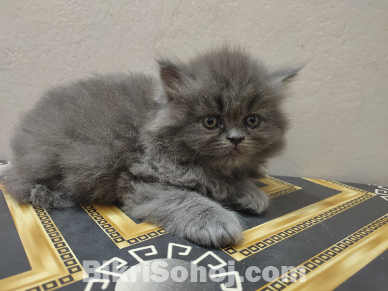 Back Persian Cat Punch Face (Exotic Bloodline)